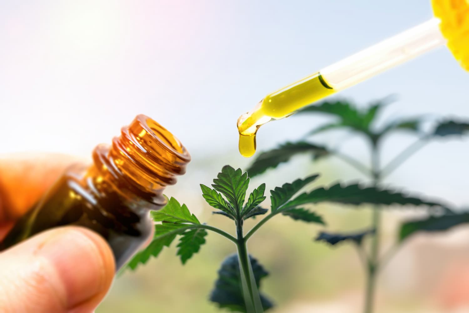 utiliser huile de cbd